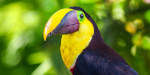 “El Sam – el tucántor” -Sam the singing Toucan! Sam is a Chestnut mandibled Toucan: @SalemEcuador